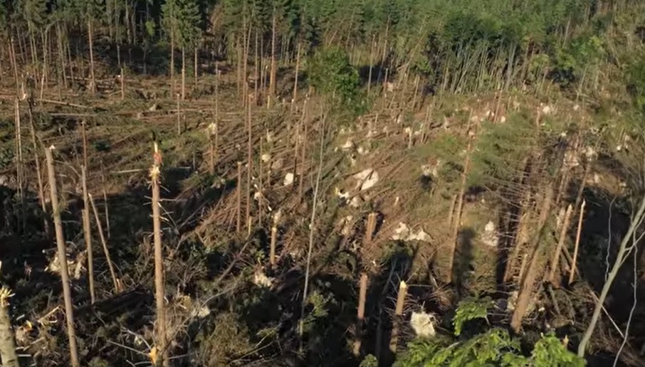 14 hectare de pădure din Gura Humorului, distruse de o furtună. FOTO