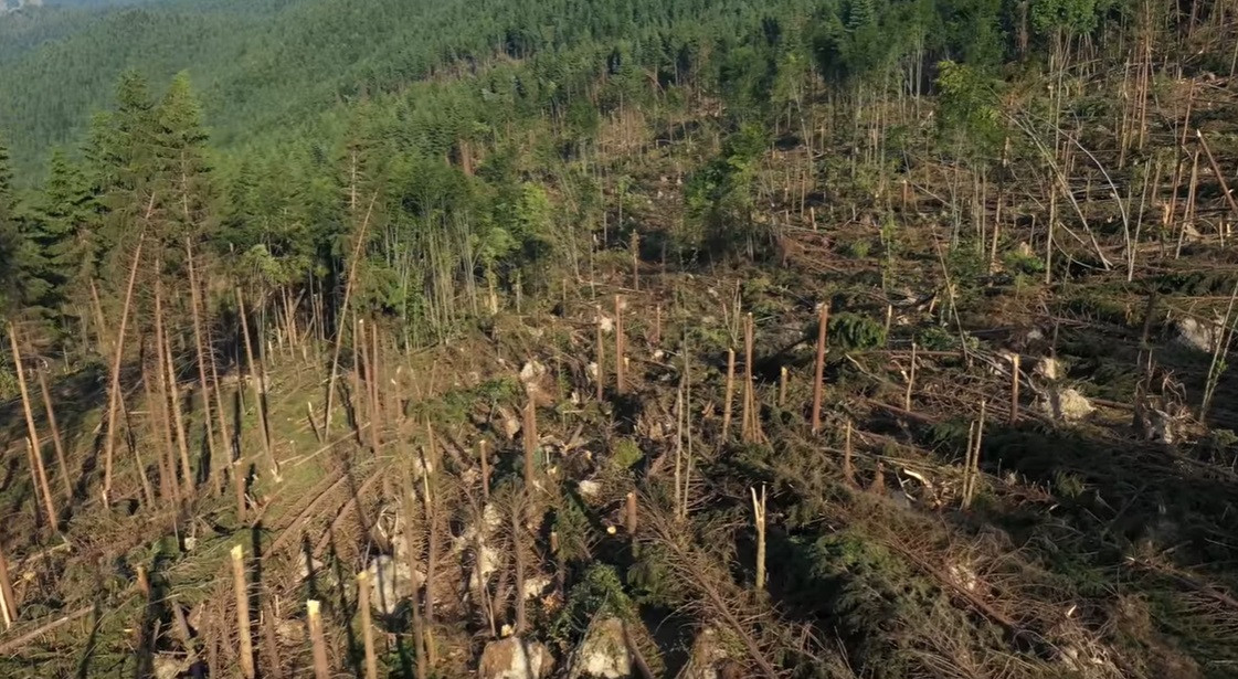 pădure furtună Gura Humorului