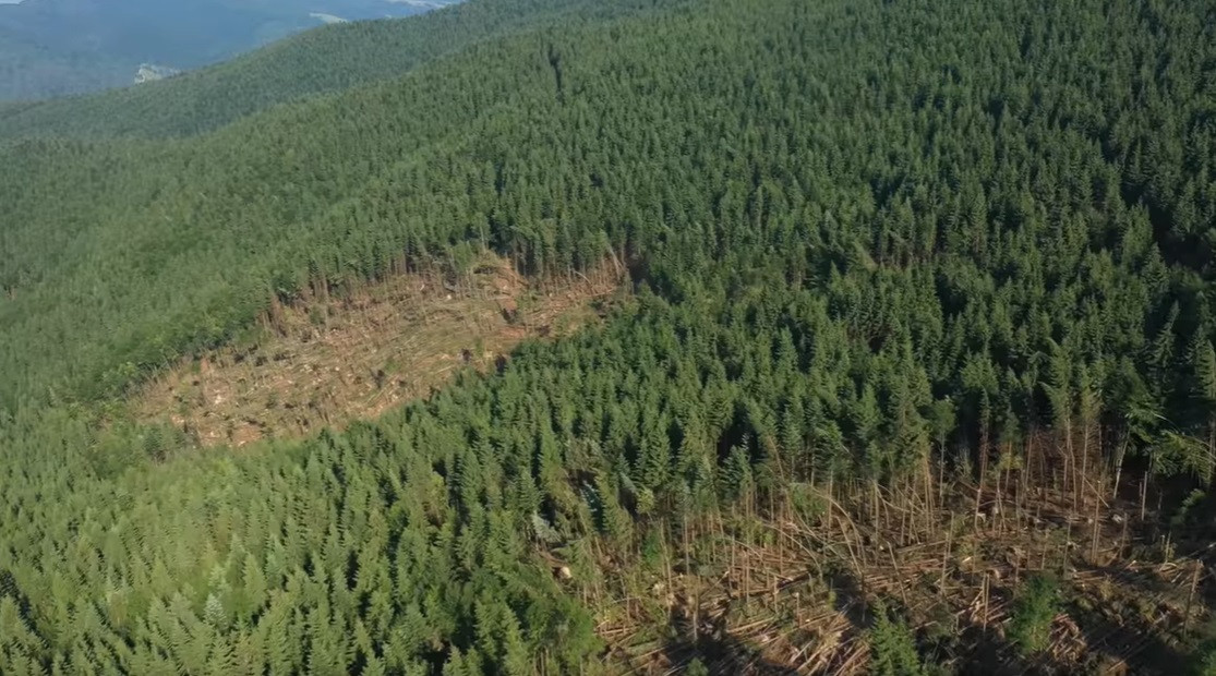 pădure furtună Gura Humorului3