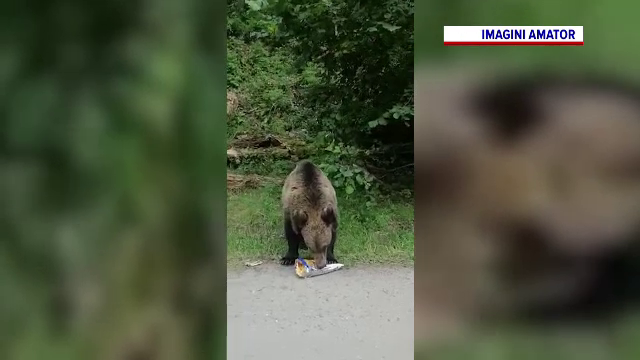 Turiștii care hrănesc urși au început să fie amendați: ”Un urs hrănit este un urs mort"