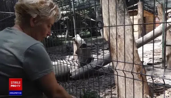 Animalele de la Grădina Zoologică din Târgu Mureș beneficiază de atenție sporită. Cum sunt ferite de temperaturile ridicate