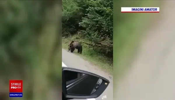 Turiștii care hrănesc urși au început să fie amendați: ”Un urs hrănit este un urs mort"
