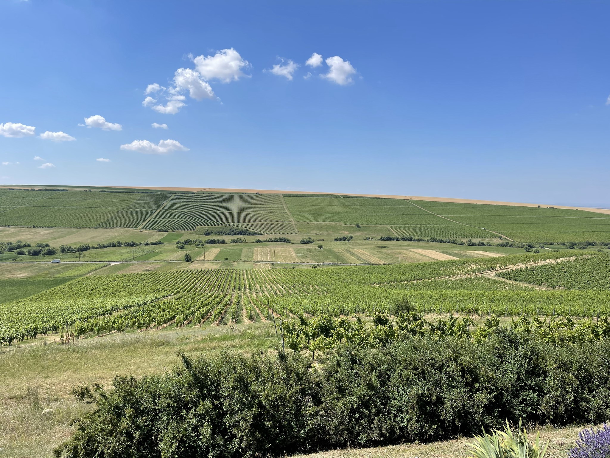 Wine Trips Rom&acirc;nia | Pe drumul vinului rom&acirc;nesc la Crama LacertA