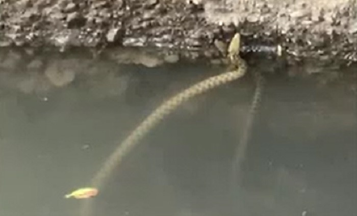 Imagini incredibile surprinse la Timișoara. Râul Bega a fost invadat de șerpi