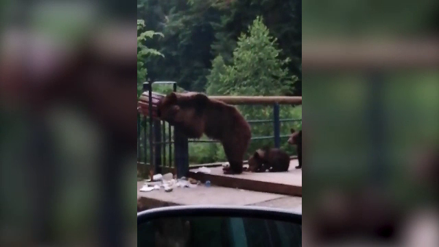 Localitatea în care ursul apare pe străzi zilnic. În apropiere e și un „observator de urși”