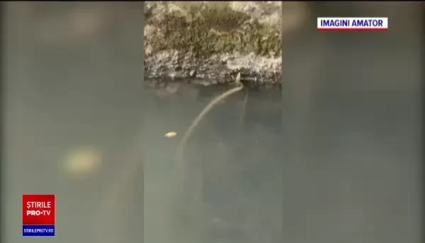 Imagini incredibile surprinse la Timișoara. Râul Bega a fost invadat de șerpi