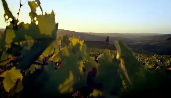 Wine Trips România, un show despre vinurile și cramele românești, a început pe Pro TV Plus și VOYO