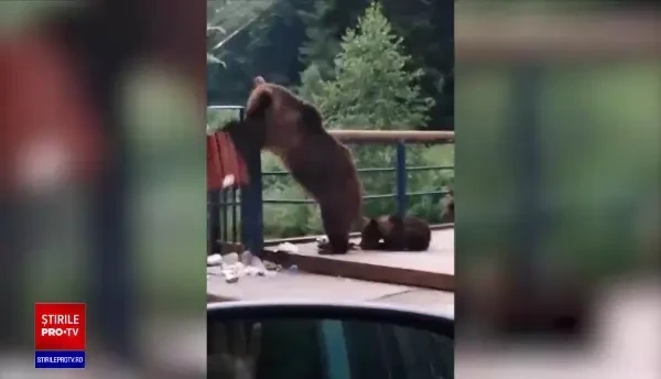 Localitatea în care ursul apare pe străzi zilnic. În apropiere e și un „observator de urși”