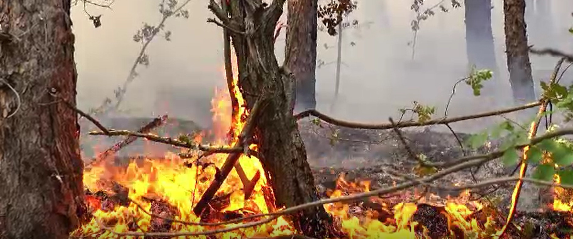 Incendiu puternic în Parcul Natural Porțile de Fier. Hectare întregi de pădure au fost mistuite de flăcări