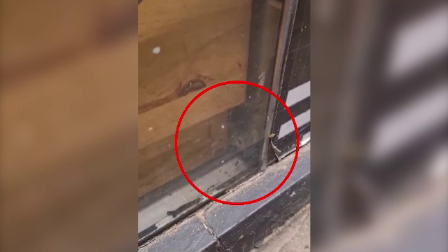 Încă un șoarece a fost surprins în covrigăria din Galați, deși ANPC a obligat proprietarul să curețe locul