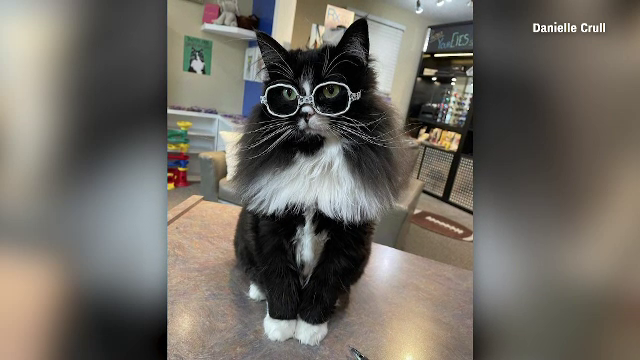 O pisică cu ochelari din SUA ajută copiii să nu se simtă complexați de problemele de vedere
