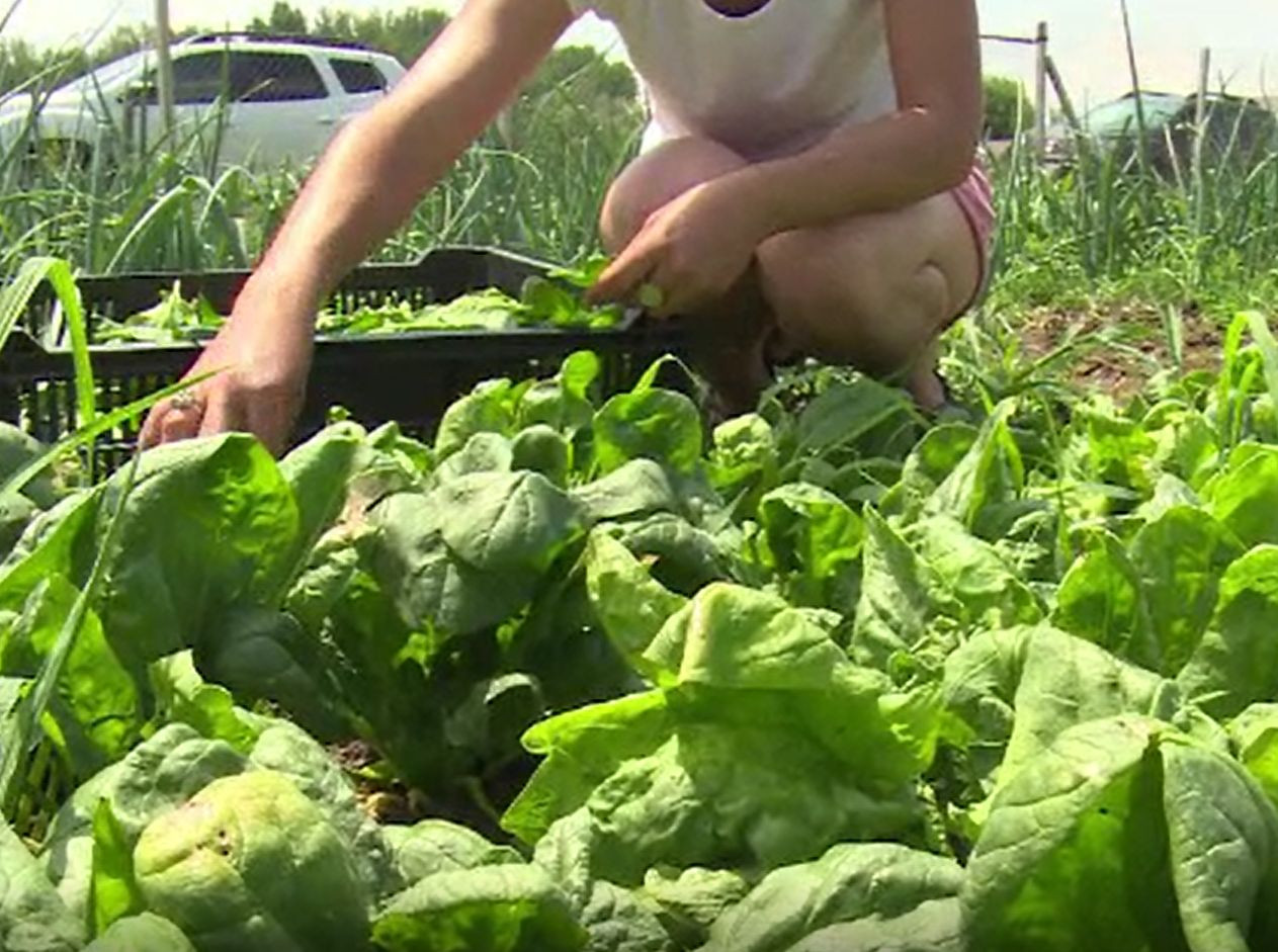 Produsele agricole se vând acum pe grupuri de Facebook și platforme online: ”Au gust”