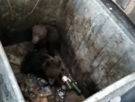 Doi pui de urs, eliberați de jandarmi dintr-un tomberon, în Poiana Brașov |VIDEO