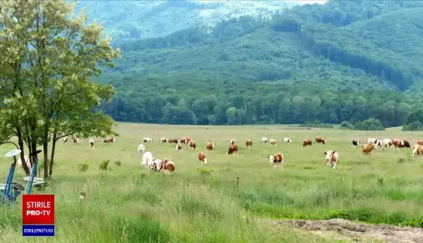 Un cioban atacat de urs în Harghita este în stare gravă. A fost preluat de un elicopter SMURD