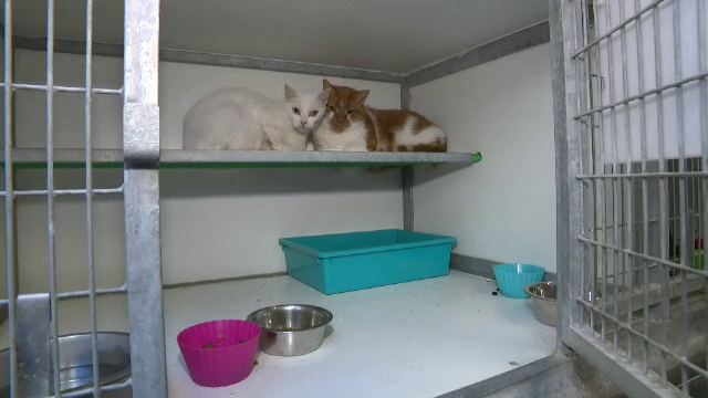 Inundațiile din Belgia au lăsat pe drumuri multe animale de companie. Ce opțiuni au stăpânii