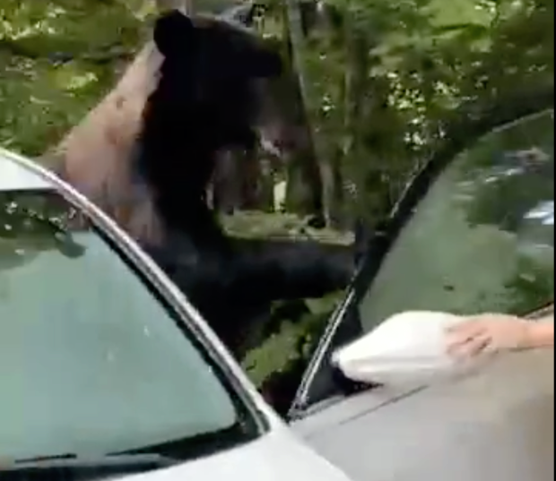 Mașină vandalizată de un urs brun, într-un parc natural din SUA. Cum a ieșit din confruntarea cu fiara |VIDEO