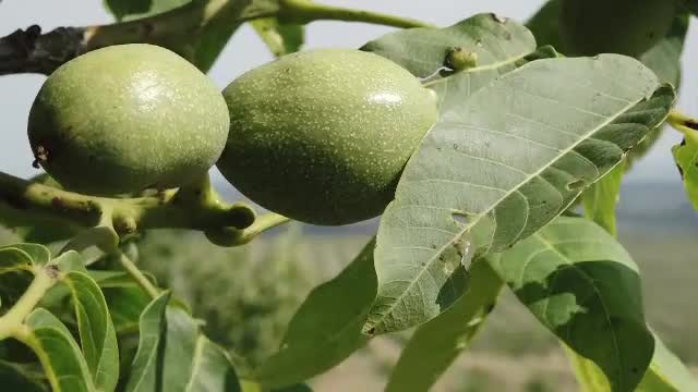 Frunzele de nuc – 7 moduri de a le utiliza. Beneficii, utilizări și precauții