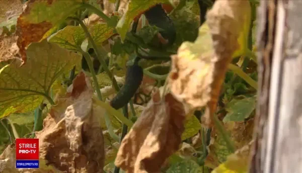 Coșmarul fermierilor români. An bun pentru legume, dar nu au cui să le vândă: O să renunț, o să le distrug