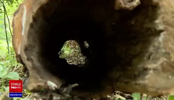 Ariile sălbatice din București. Unde poți vedea specii rare de păsări