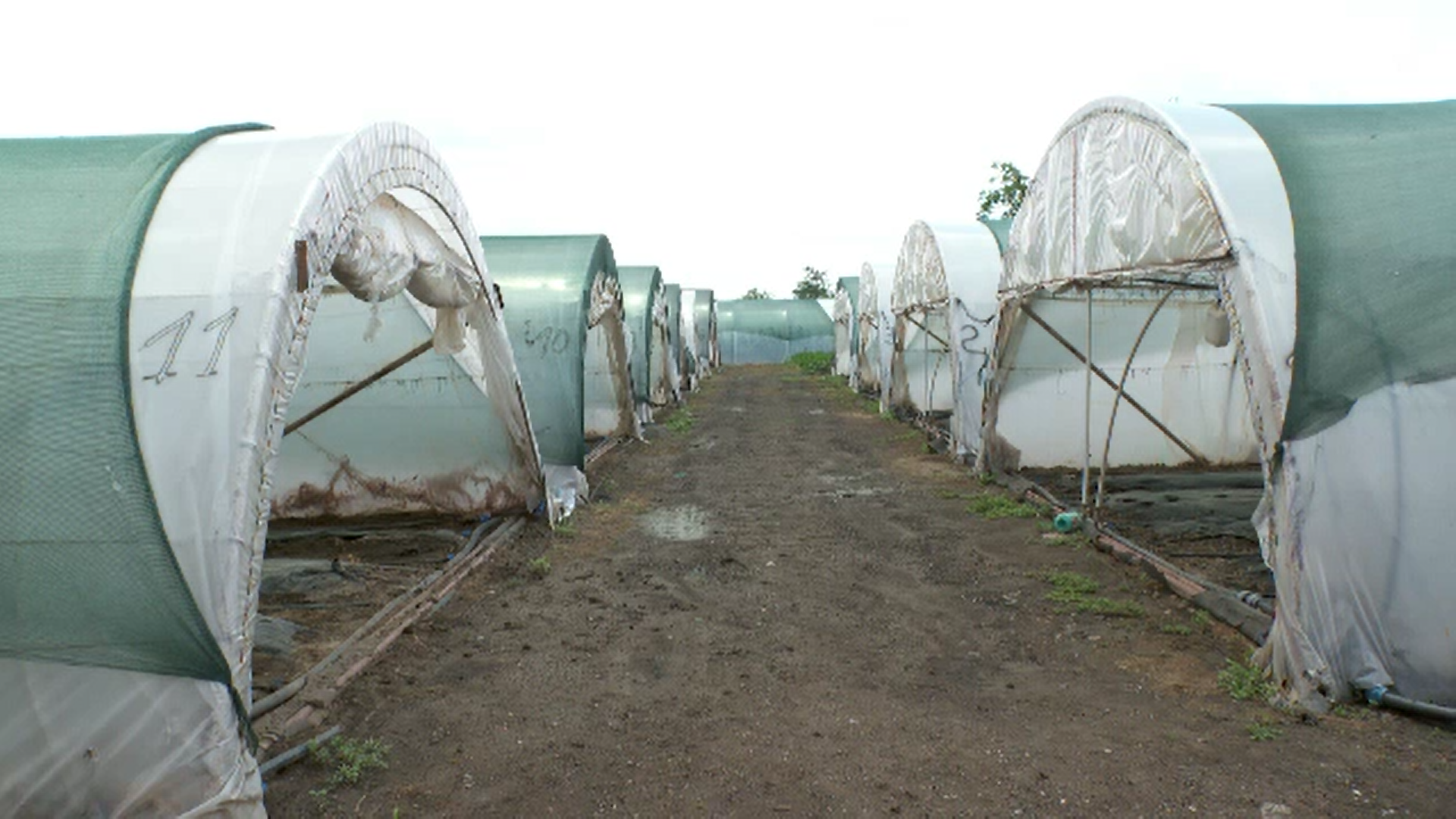 Noua metodă de ajutor pentru legumicultori are puțini adepți. Cum se explică fenomenul