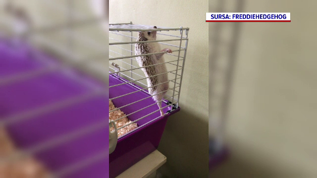 Animalul african aflat la mare căutare în România. Este prietenos ca un cățel și curat ca o pisică