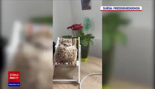 Animalul african aflat la mare căutare în România. Este prietenos ca un cățel și curat ca o pisică