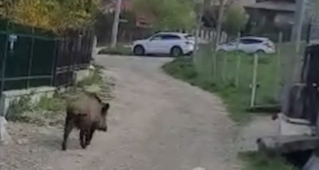 Animalele sălbatice care au apărut în Sinaia. Jandarmii au încercat să le îndepărteze cu ajutorul sirenelor