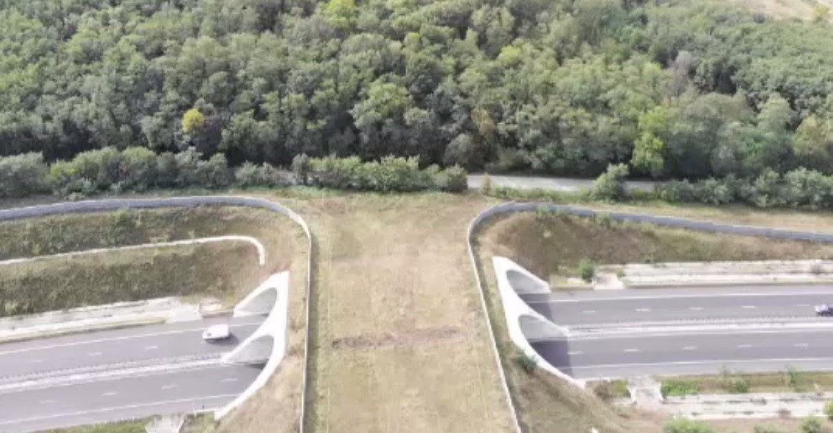 Cele mai periculoase zone din România pentru animalele sălbatice. Unde este nevoie de tuneluri verzi