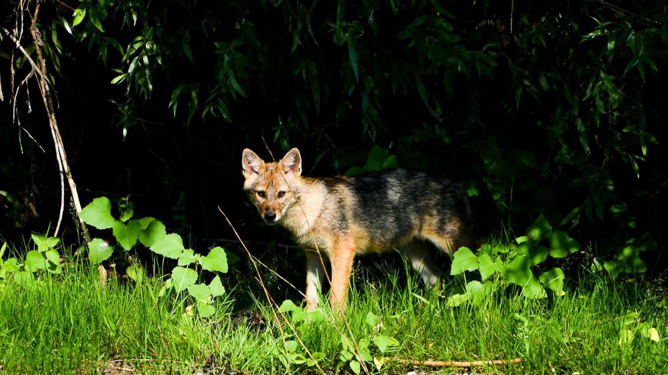 Pasagerii unei nave care se deplasa pe Canalul Sulina au filmat un șacal în timp ce ataca o turmă de capre | VIDEO ȘOCANT