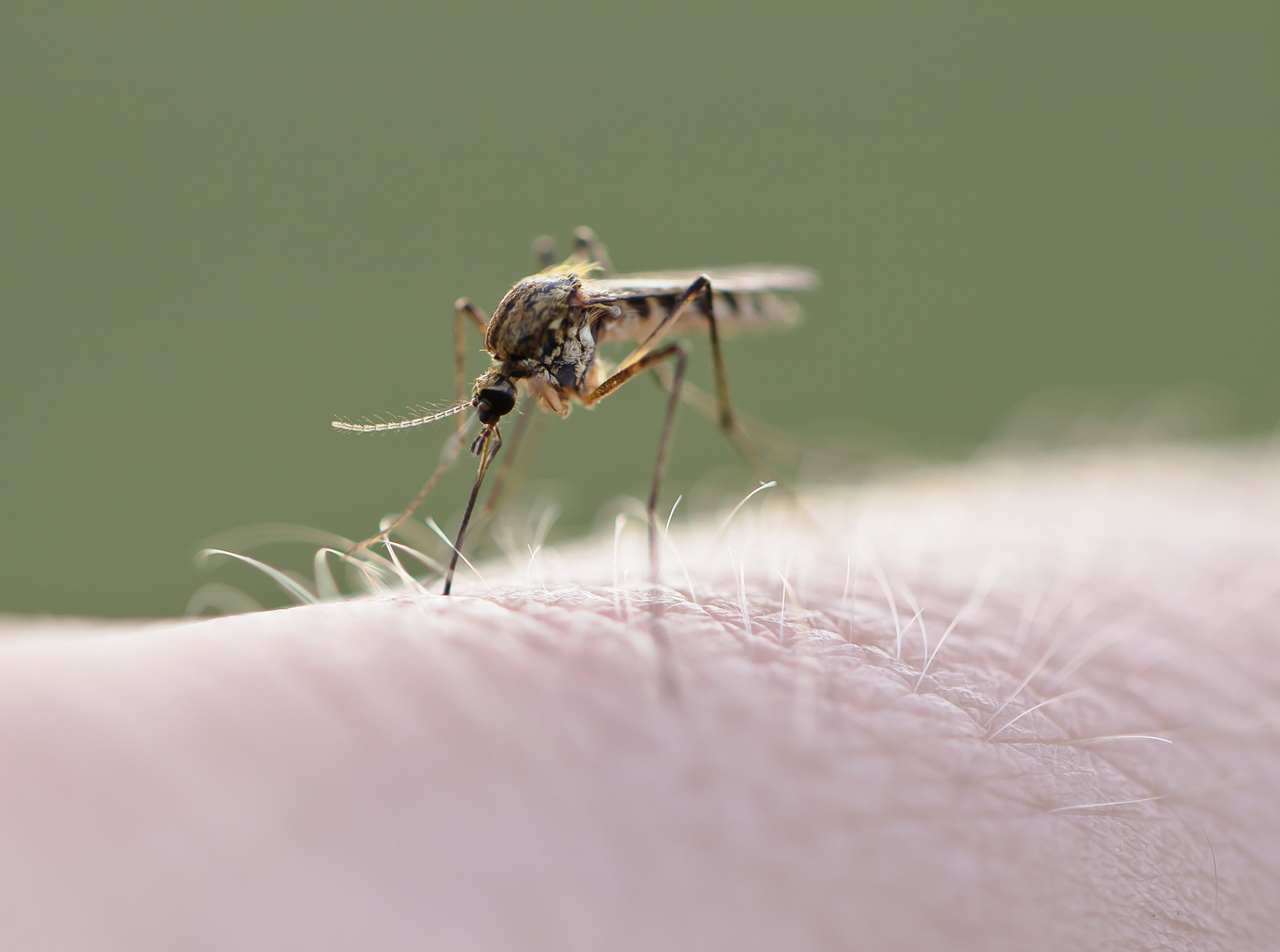 INSP: Din iunie până acum au fost raportate 82 de cazuri de infecţie cu West Nile. Câte persoane au murit