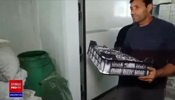 Nu mai există forță de muncă pentru fructele de pădure. În premieră, sunt scoase la licitație online