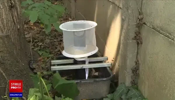 Țânțarii cu West Nile, în sectoarele 5 și 6 din Capitală. Cei prinși sunt congelați la -20 de grade