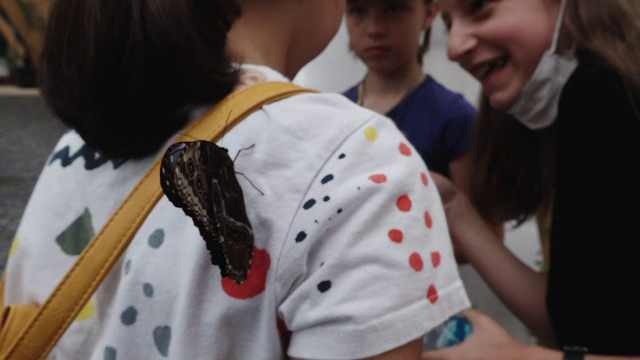 Casa cu fluturi exotici, o atracție de neratat la Praid. Turist: "Nu am mai văzut aşa ceva"