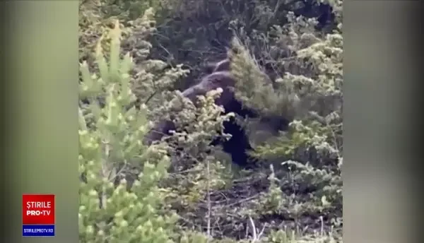 Activiștii de mediu au găsit soluția împotriva atacurilor urșilor: gardurile electrice