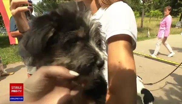 Orice persoană poate adopta un câine sau o pisică dintr-un adăpost, fără să plătească nimic