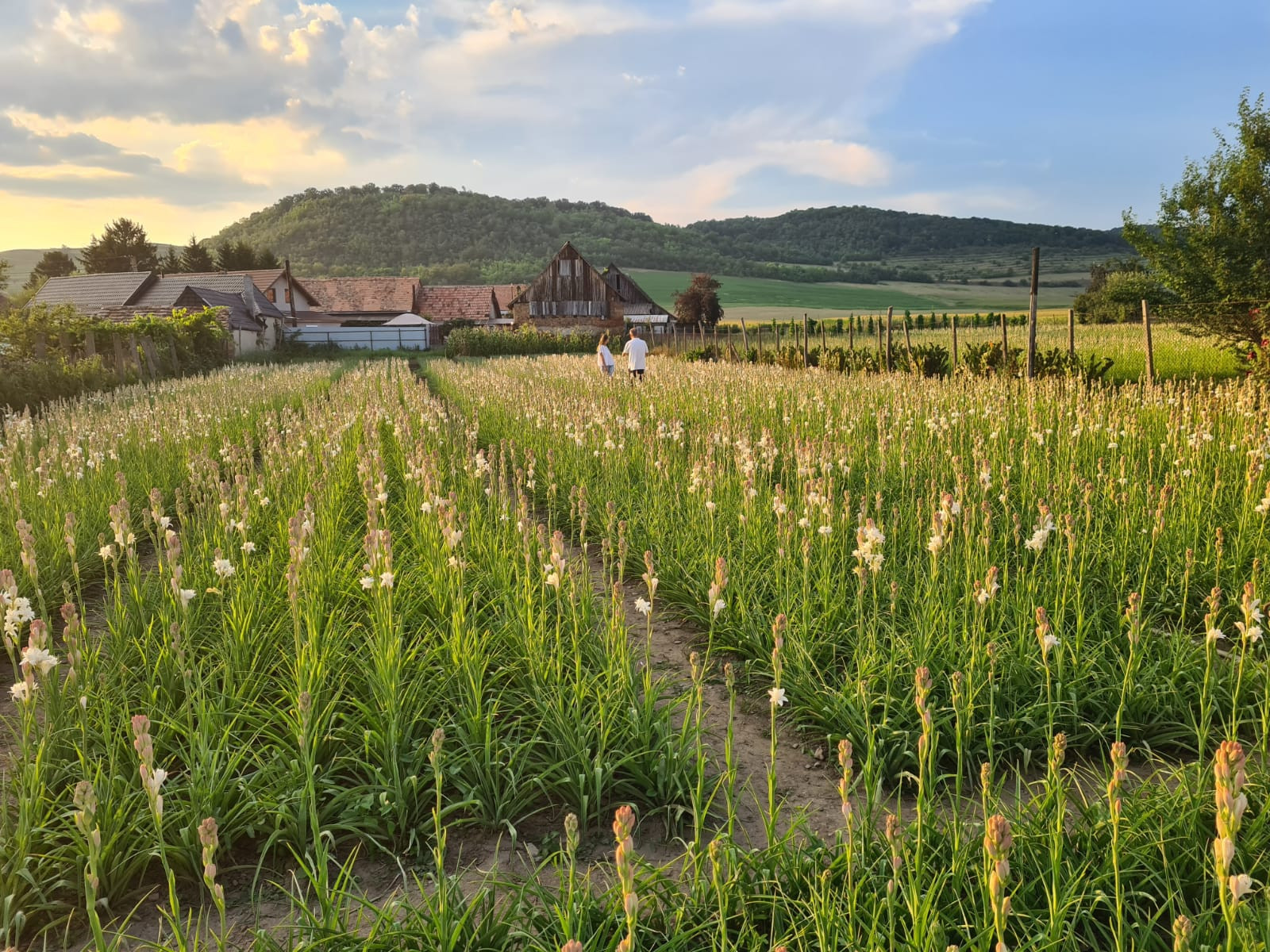 Tuberoza de Hoghilag