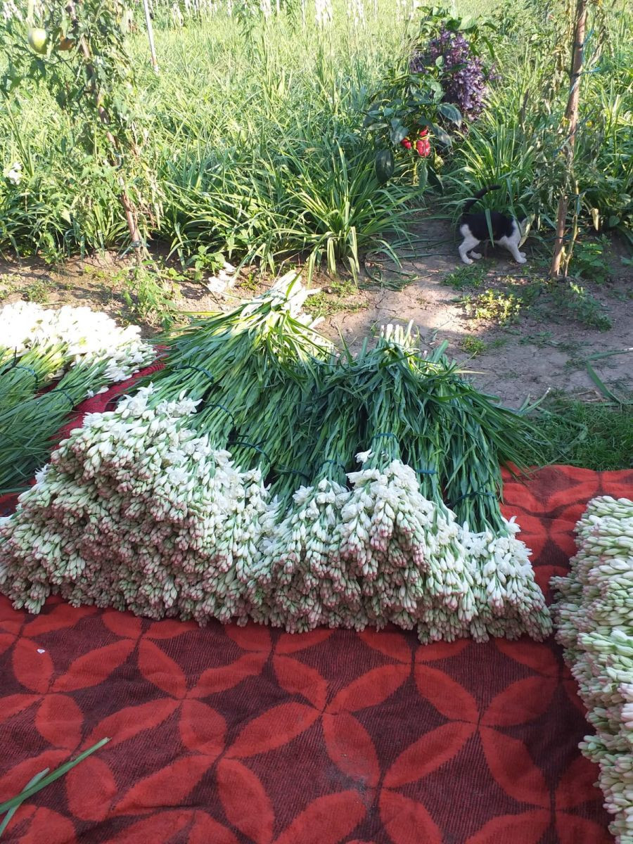 Tuberoza de Hoghilag