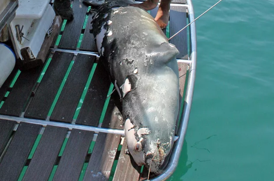 foca kostis, grecia