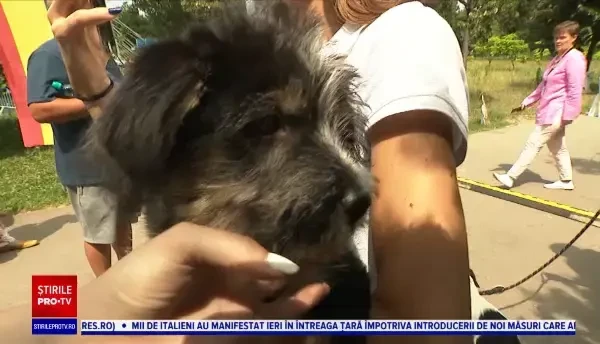 Orice persoană poate adopta un câine sau o pisică dintr-un adăpost, fără să plătească nimic