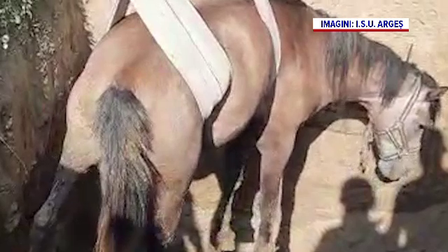 Cal salvat de pompieri în Argeș după ce a căzut într-o groapă adâncă de peste 4 metri