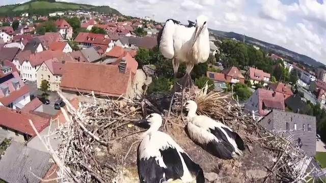 Trei pui de barză au rămas orfani după ce părinții lor murit loviți de trăsnet