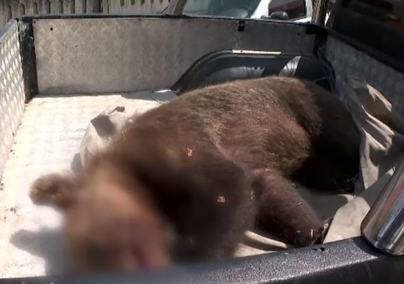 Ursoaică salvată dintr-un laț, în Gorj, și dusă departe, în munți. Polițiștii îl caută pe cel care a pus capcana