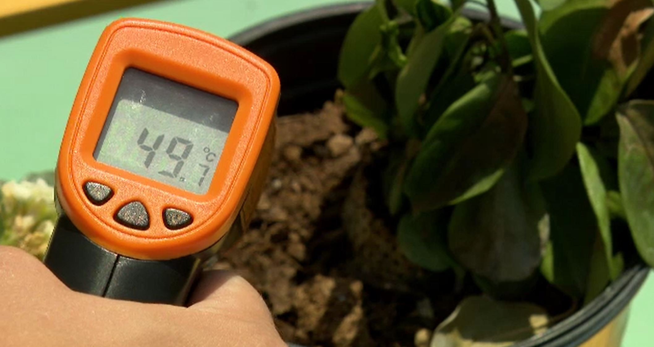 Canicula, devastatoare pentru vegetația urbană. Recomandările specialiștilor pentru cei care cresc plante