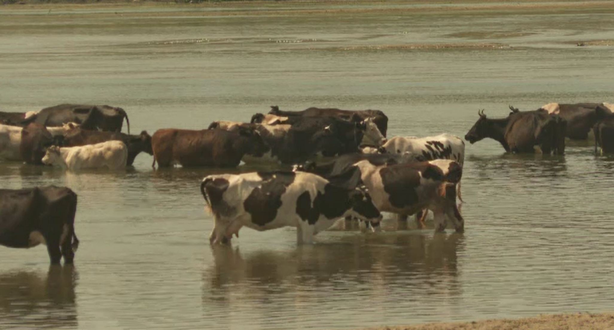 În sudul țării, temperaturile au ajuns la 59 de grade Celsius. Localnicii și-au dus animalele să se scalde în râul Jiu