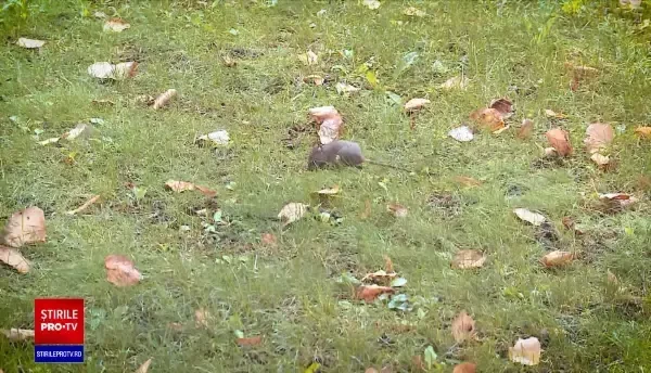 Tânăr mușcat de șobolan, într-un parc din centrul Bucureștiului. „La primărie, mai aveau puţin şi râdeau de mine”