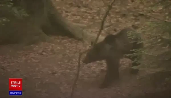 Proiect de 11 milioane de euro pentru estimarea populației de urși din România. Vor fi instalate 1.000 de garduri electrice