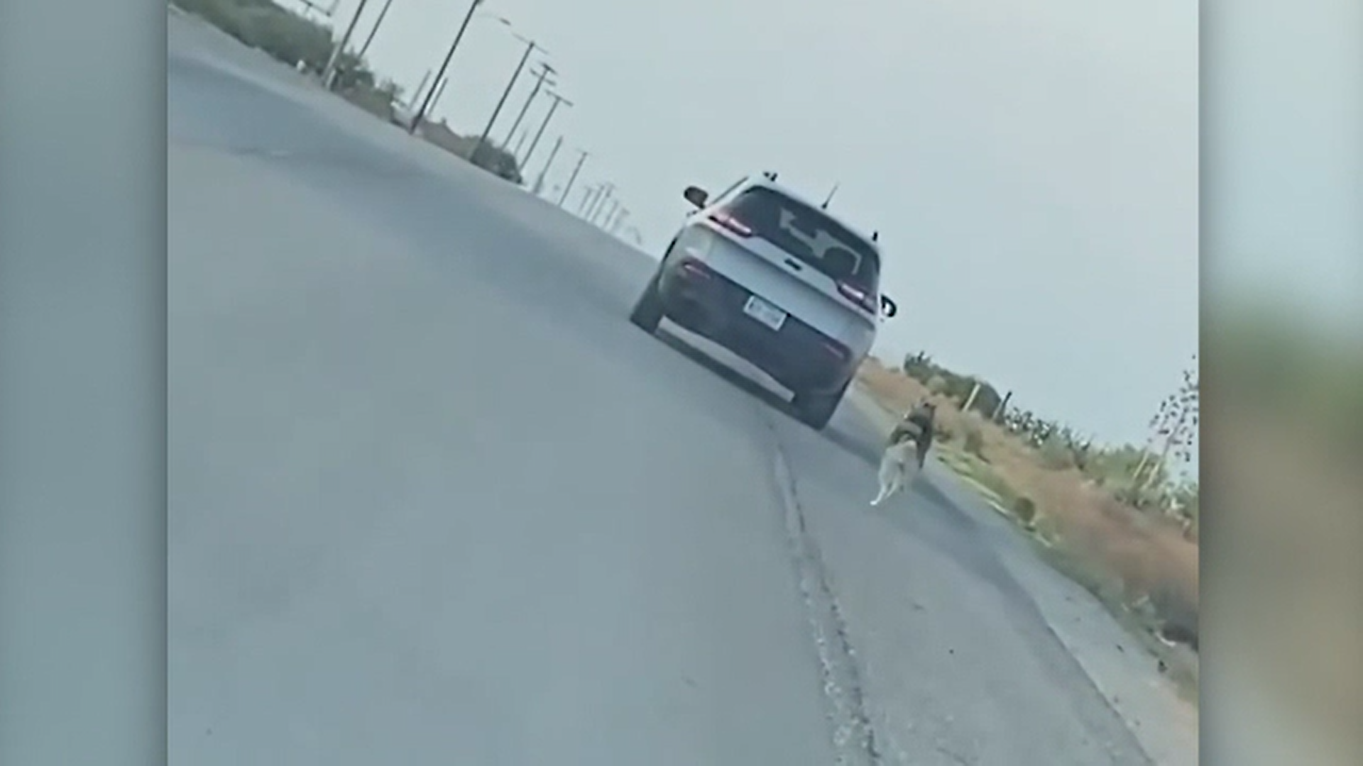 Video. Momentul în care un pui de husky este părăsit pe marginea unui drum