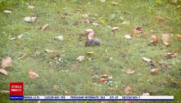 Tânăr mușcat de șobolan, într-un parc din centrul Bucureștiului. „La primărie, mai aveau puţin şi râdeau de mine”