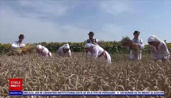 Comuna în care obiceiul secerișului este păstrat cu sfințenie. În straie populare și cu secera în mână