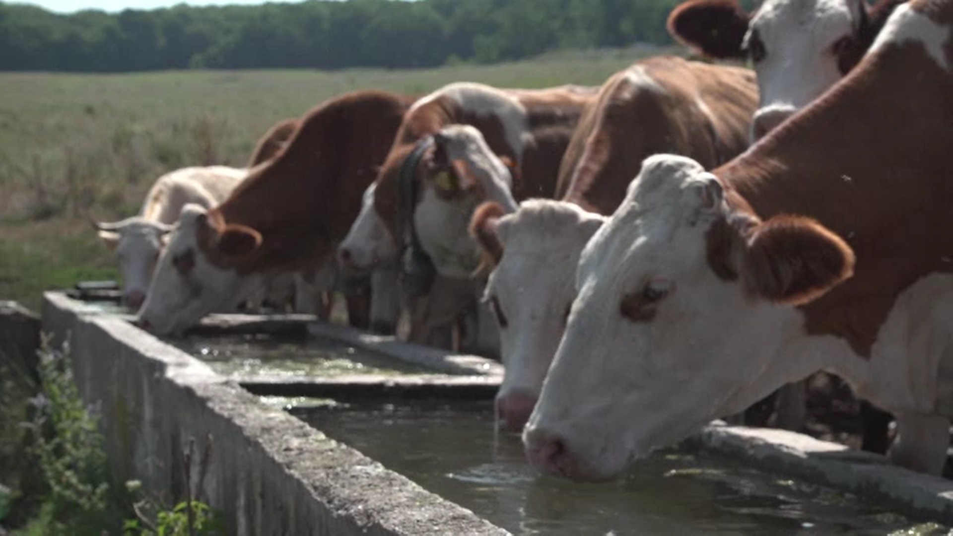 Canicula este la fel de chinuitoare pentru animale cum este și pentru noi. Recomandările specialiștilor